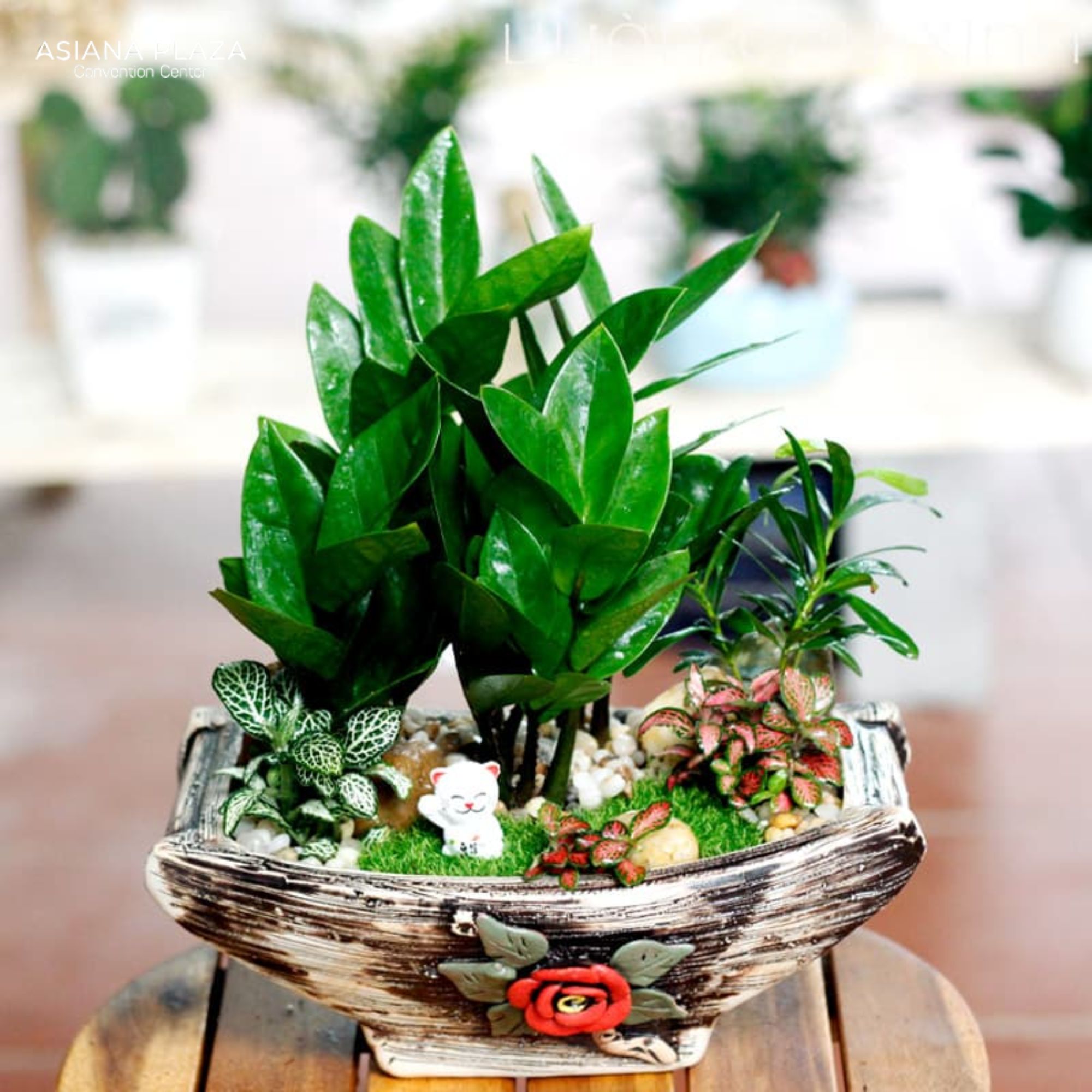 Quả kỷ niệm cưới cây cảnh