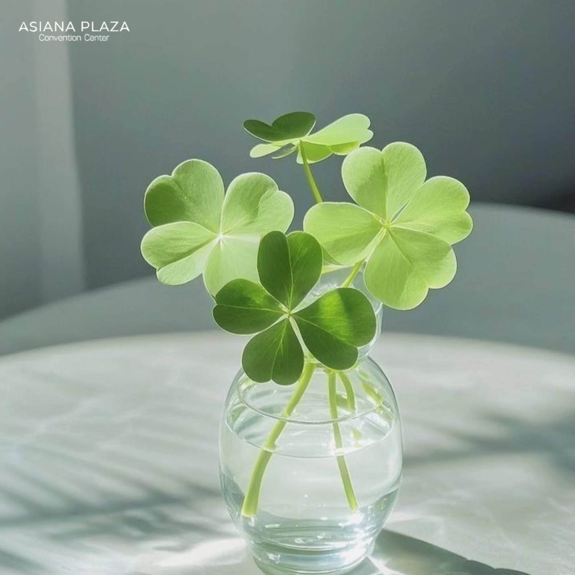 Cỏ 4 lá trong đời sống