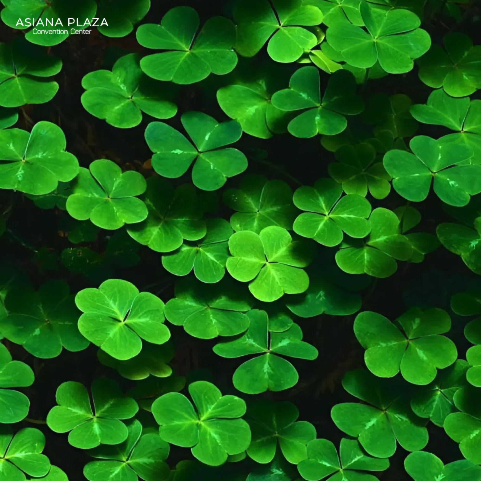 Cỏ 4 lá tình yêu