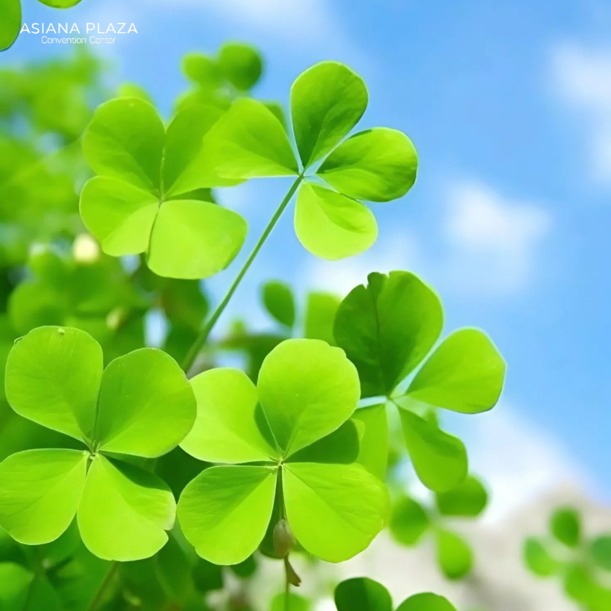 Cỏ 4 lá may mắn
