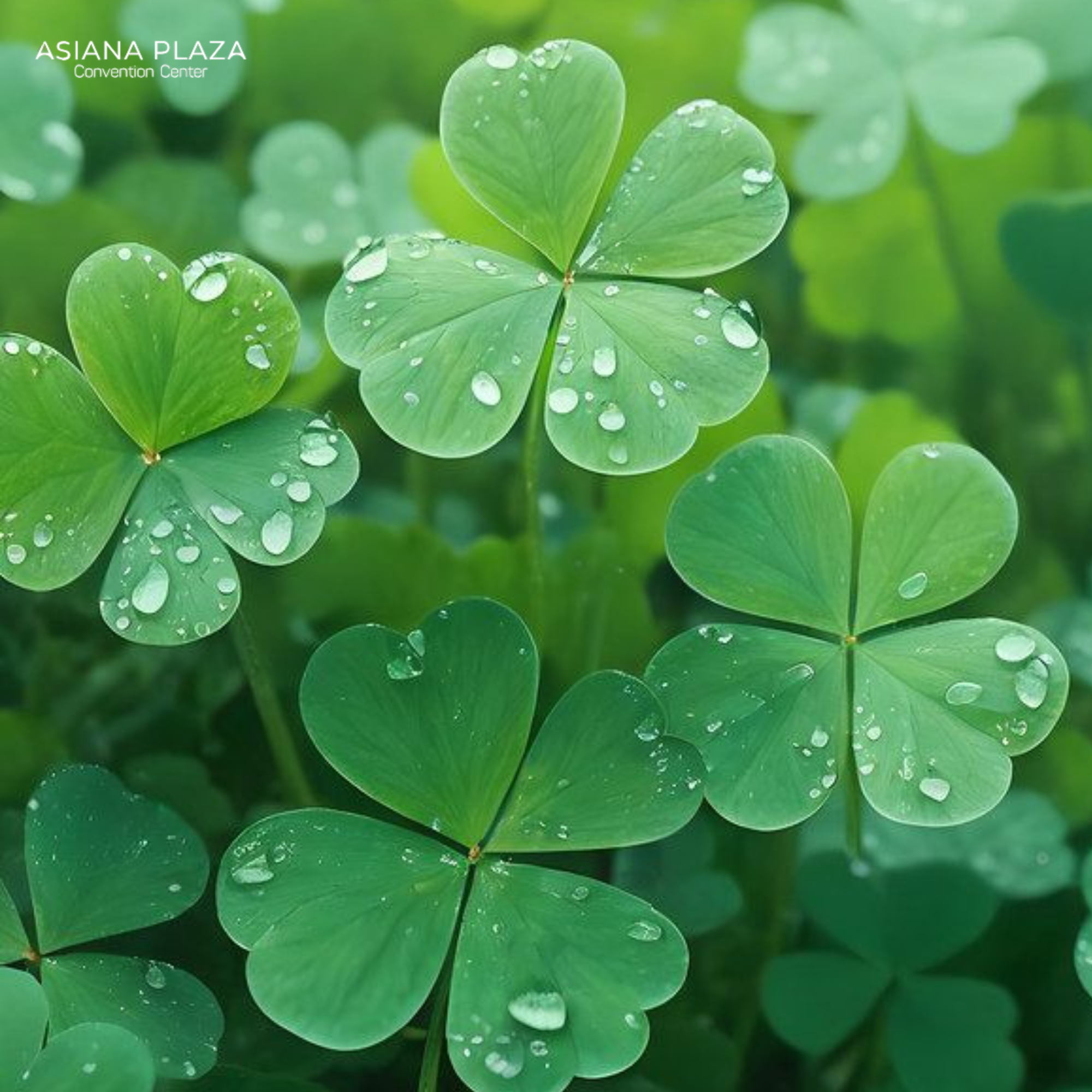 Cỏ 4 lá vận may