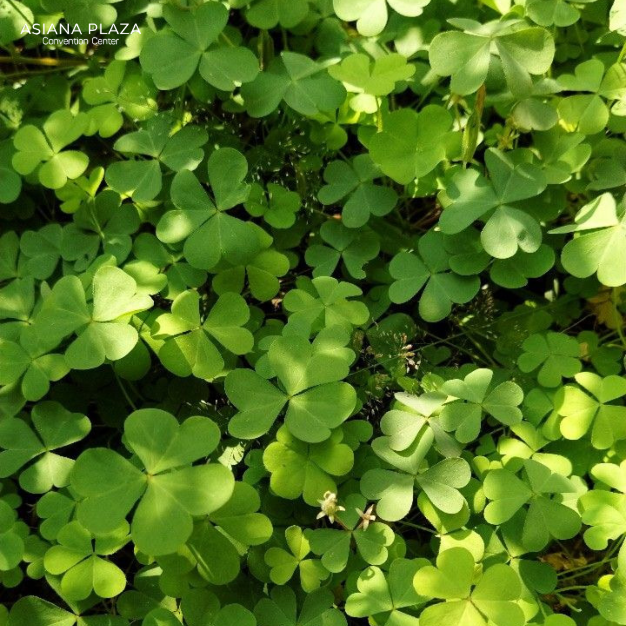 Cách tìm cỏ 4 lá