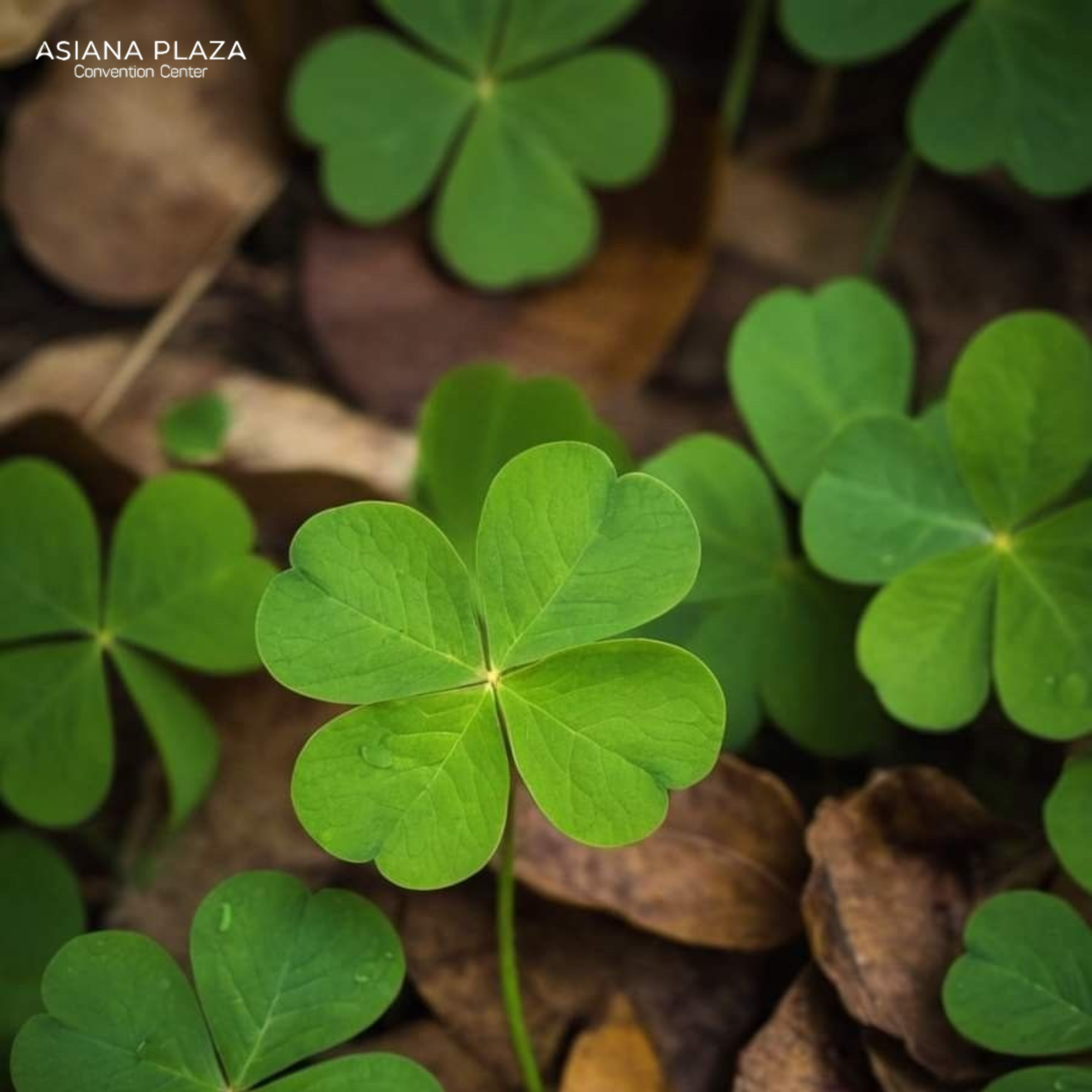 cỏ 4 lá ý nghĩa