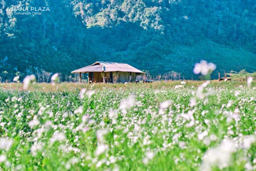 trăng mật lãng mạn Mộc Châu