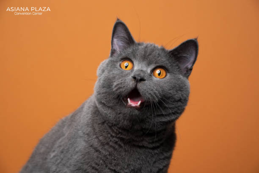 stt khịa độc thân vui