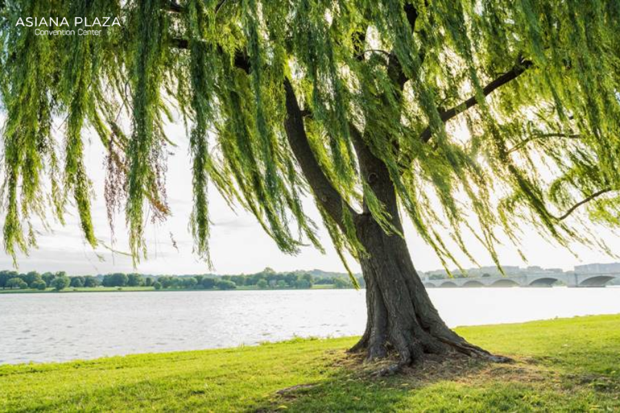 người sinh 2003 mệnh gì