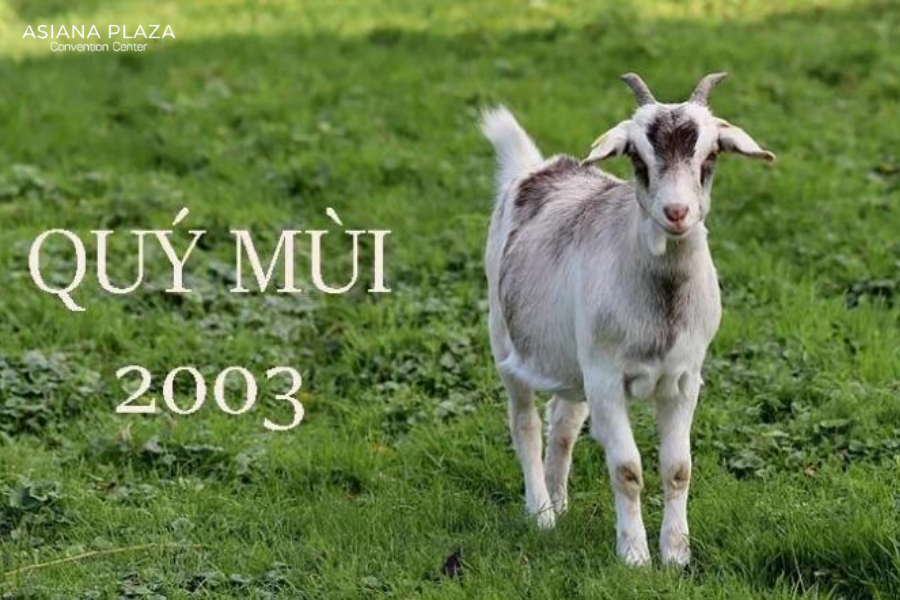 người sinh năm 2003 là tuổi gì