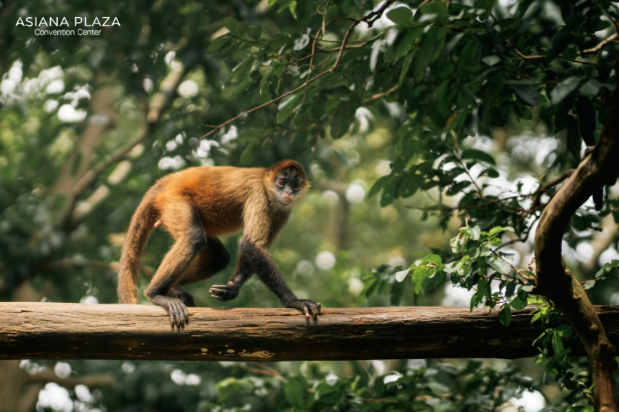 Giáp thân 2004 tuổi con gì