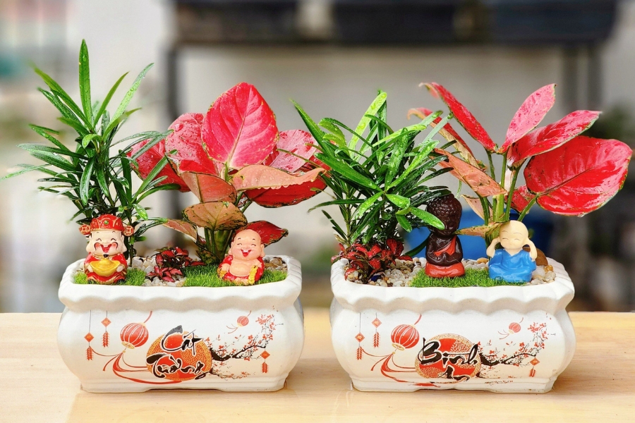 cây cảnh mini quà cưới